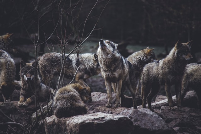 Une meute de loups